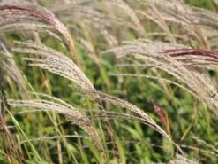 Chinaschilf 'Flamingo' 14 Chinaschilf 'Flamingo' -Angebote Wurzel Zeit Store chinaschilf flamingo m044893 w 4