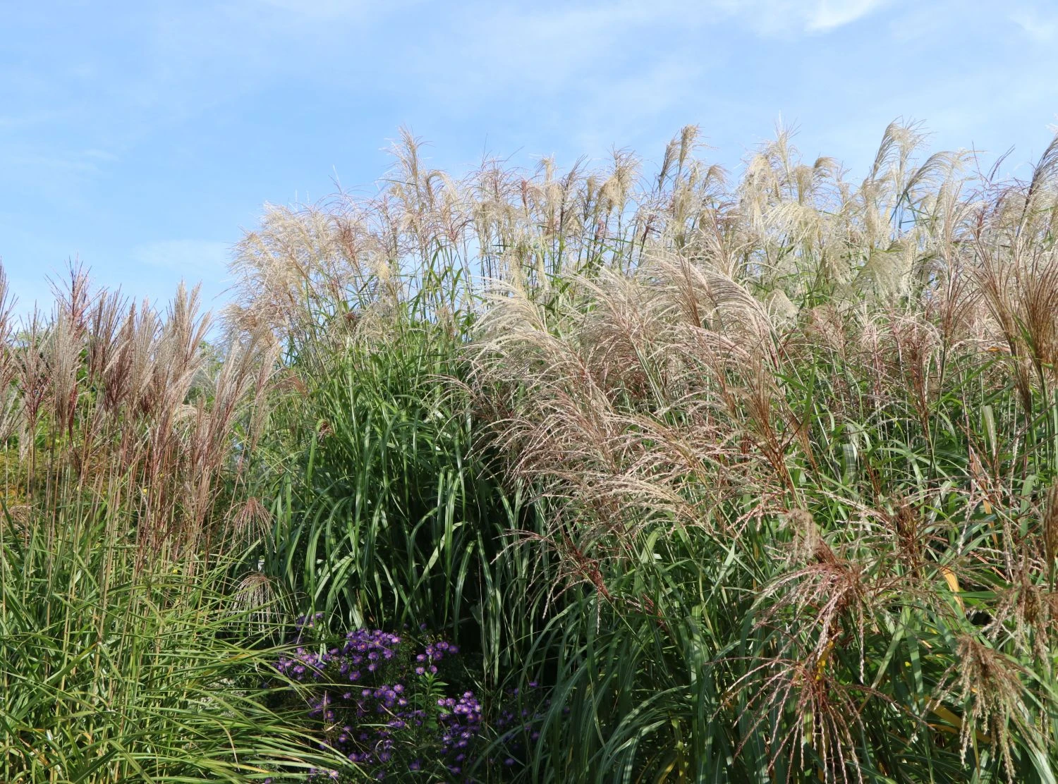 Chinaschilf 'Flamingo' 9 Chinaschilf 'Flamingo' – Bild 9