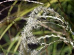 Chinaschilf 'Flamingo' 13 Chinaschilf 'Flamingo' -Angebote Wurzel Zeit Store chinaschilf flamingo m044893 w 7