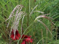 Chinaschilf 'Flamingo' 15 Chinaschilf 'Flamingo' -Angebote Wurzel Zeit Store chinaschilf flamingo m044893 w 9