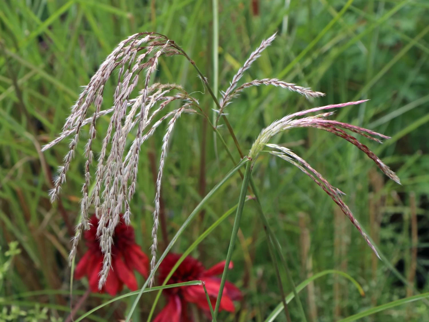 Chinaschilf 'Flamingo' 7 Chinaschilf 'Flamingo' – Bild 7