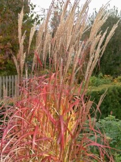 Chinaschilf 'Ghana' -Angebote Wurzel Zeit Store chinaschilf ghana m082591 w 0