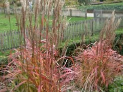 Chinaschilf 'Ghana' -Angebote Wurzel Zeit Store chinaschilf ghana m082591 w 1