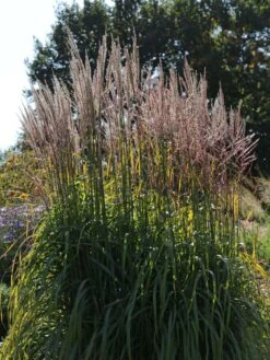 Chinaschilf 'Ghana' -Angebote Wurzel Zeit Store chinaschilf ghana m082591 w 3