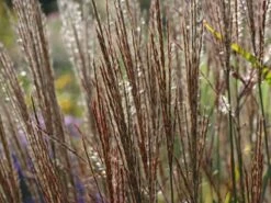 Chinaschilf 'Ghana' -Angebote Wurzel Zeit Store chinaschilf ghana m082591 w 5