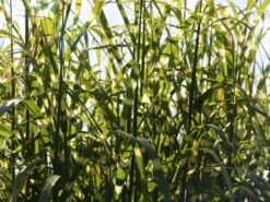 Chinaschilf 'Giraffe' -Angebote Wurzel Zeit Store chinaschilf giraffe m059528 w 0