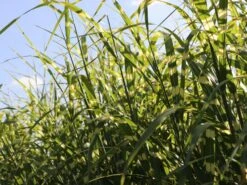 Chinaschilf 'Giraffe' -Angebote Wurzel Zeit Store chinaschilf giraffe m059528 w 2