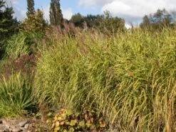 Chinaschilf 'Giraffe' -Angebote Wurzel Zeit Store chinaschilf giraffe m059528 w 4