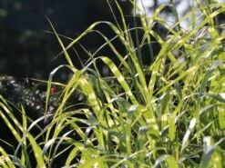 Chinaschilf 'Giraffe' -Angebote Wurzel Zeit Store chinaschilf giraffe m059528 w 6