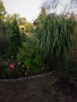 Chinaschilf 'Goliath' 9 Chinaschilf 'Goliath' -Angebote Wurzel Zeit Store chinaschilf goliath m044894 660763 0