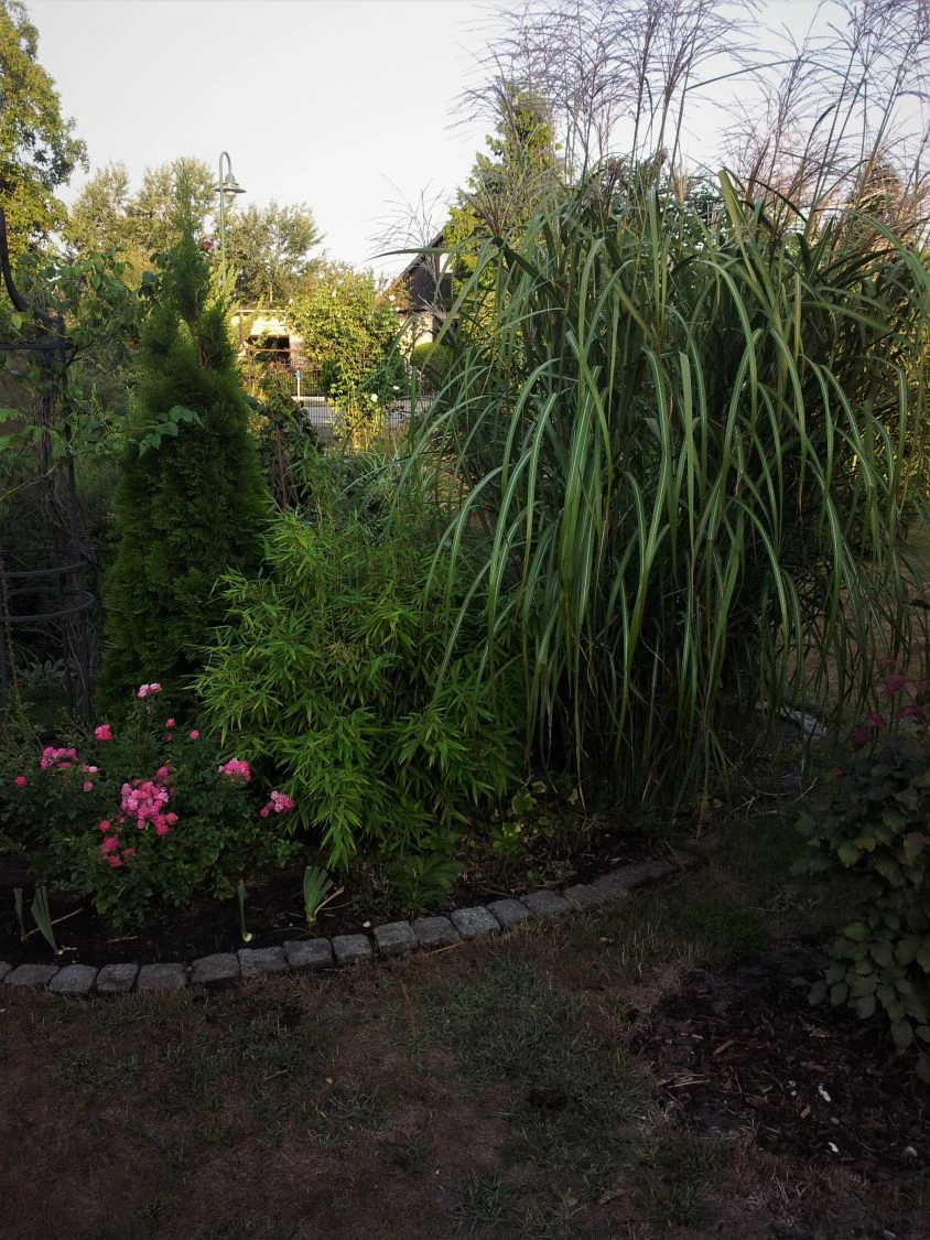 Chinaschilf 'Goliath' 5 Chinaschilf 'Goliath' – Bild 5