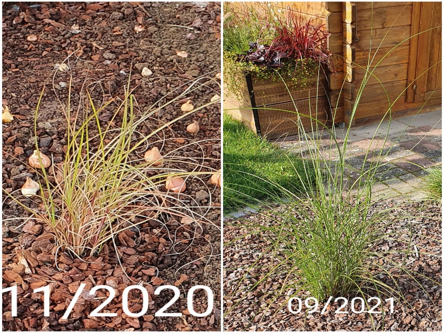 Chinaschilf 'Goliath' 4 Chinaschilf 'Goliath' – Bild 4