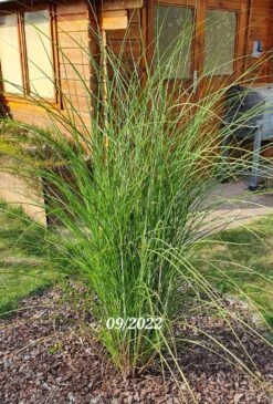 Chinaschilf 'Goliath' 7 Chinaschilf 'Goliath' -Angebote Wurzel Zeit Store chinaschilf goliath m044894 985819 2