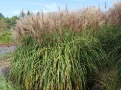 Chinaschilf 'Goliath'