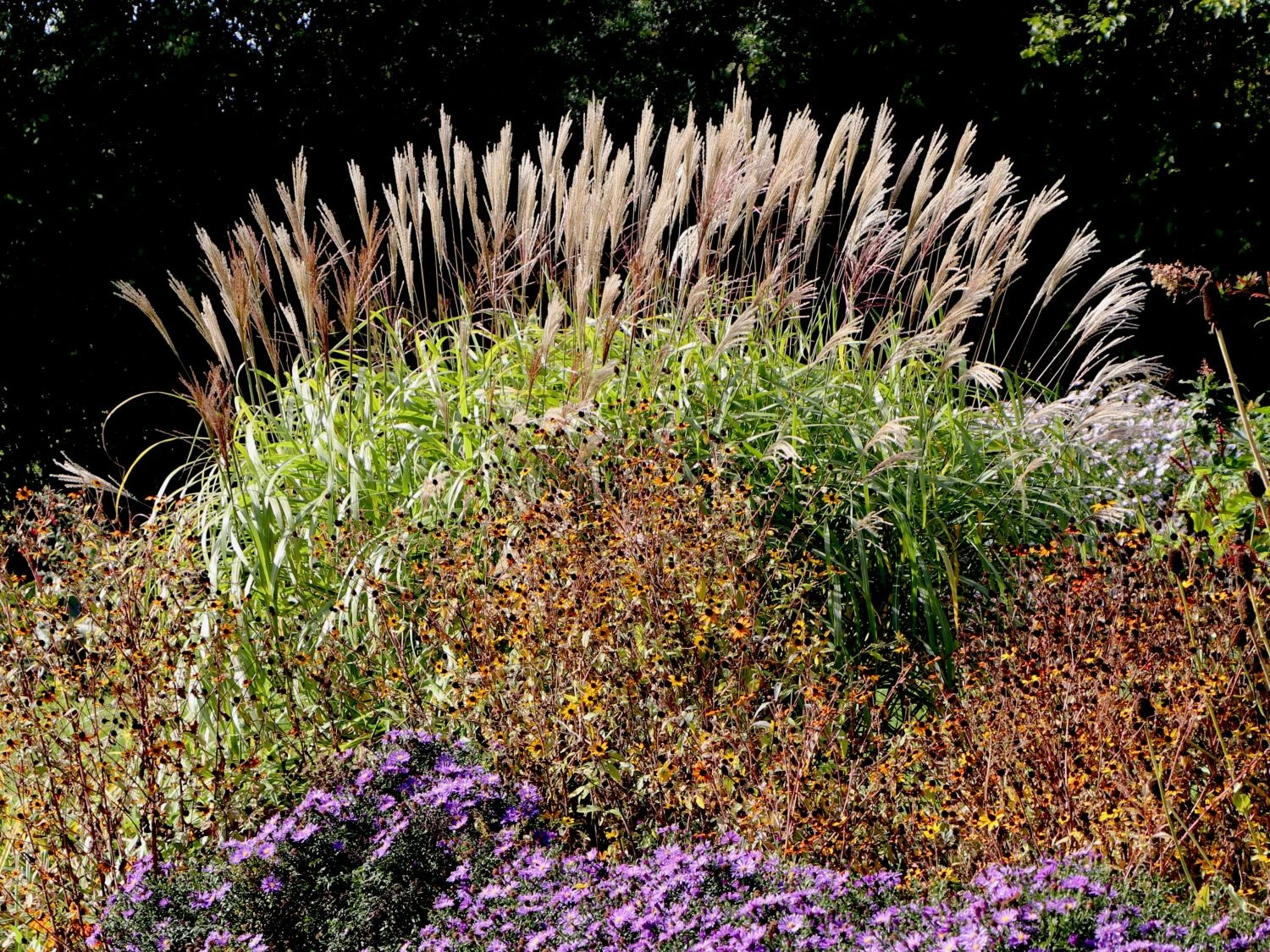 Chinaschilf 'Goliath' 2 Chinaschilf 'Goliath' – Bild 2