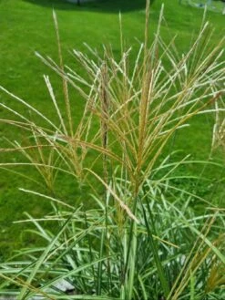 Chinaschilf 'Hermann Müssel' -Angebote Wurzel Zeit Store chinaschilf hermann muessel m059533 1143135 0