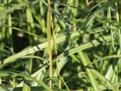 Chinaschilf 'Hermann Müssel' -Angebote Wurzel Zeit Store chinaschilf hermann muessel m059533 w 0