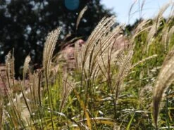 Chinaschilf 'Hermann Müssel' -Angebote Wurzel Zeit Store chinaschilf hermann muessel m059533 w 1