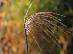 Chinaschilf 'Hermann Müssel' -Angebote Wurzel Zeit Store chinaschilf hermann muessel m059533 w 2