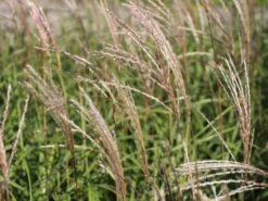 Chinaschilf 'Hermann Müssel' -Angebote Wurzel Zeit Store chinaschilf hermann muessel m059533 w 3