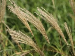 Chinaschilf 'Hermann Müssel' -Angebote Wurzel Zeit Store chinaschilf hermann muessel m059533 w 4