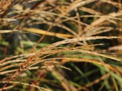 Chinaschilf 'Hermann Müssel' -Angebote Wurzel Zeit Store chinaschilf hermann muessel m059533 w 5