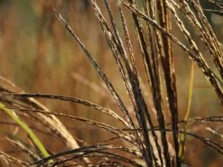 Chinaschilf 'Hermann Müssel' -Angebote Wurzel Zeit Store chinaschilf hermann muessel m059533 w 6