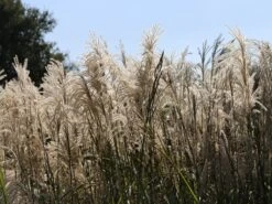 Chinaschilf 'Kleine Fontäne' 17 Chinaschilf 'Kleine Fontäne' -Angebote Wurzel Zeit Store chinaschilf kleine fontaene m009080 w 0