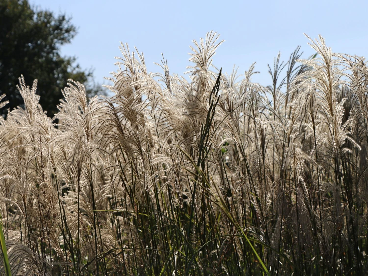 Chinaschilf 'Kleine Fontäne' 7 Chinaschilf 'Kleine Fontäne' – Bild 7