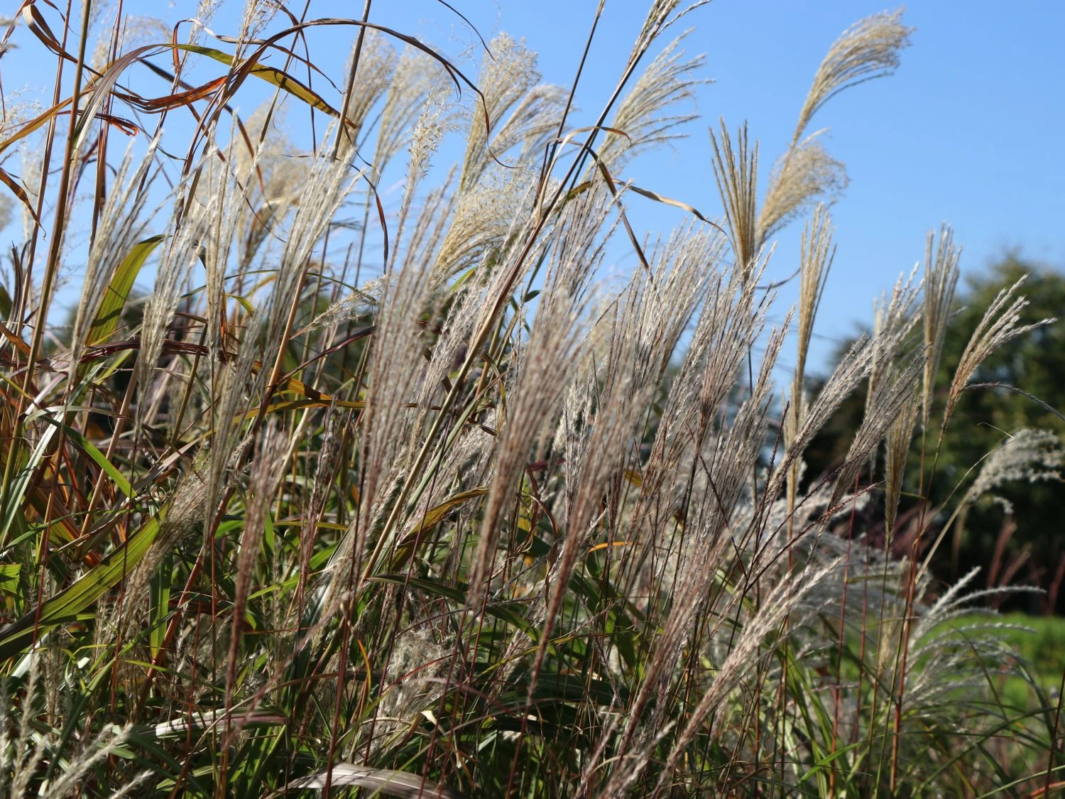 Chinaschilf 'Kleine Fontäne' 4 Chinaschilf 'Kleine Fontäne' – Bild 4