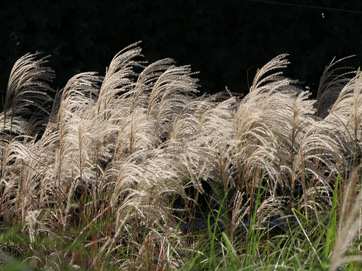 Chinaschilf 'Kleine Fontäne' 6 Chinaschilf 'Kleine Fontäne' – Bild 6