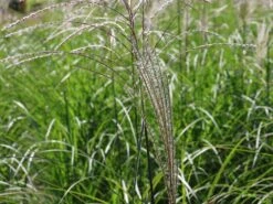 Chinaschilf 'Kleine Fontäne' 18 Chinaschilf 'Kleine Fontäne' -Angebote Wurzel Zeit Store chinaschilf kleine fontaene m009080 w 3