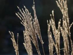 Chinaschilf 'Kleine Fontäne' 19 Chinaschilf 'Kleine Fontäne' -Angebote Wurzel Zeit Store chinaschilf kleine fontaene m009080 w 4