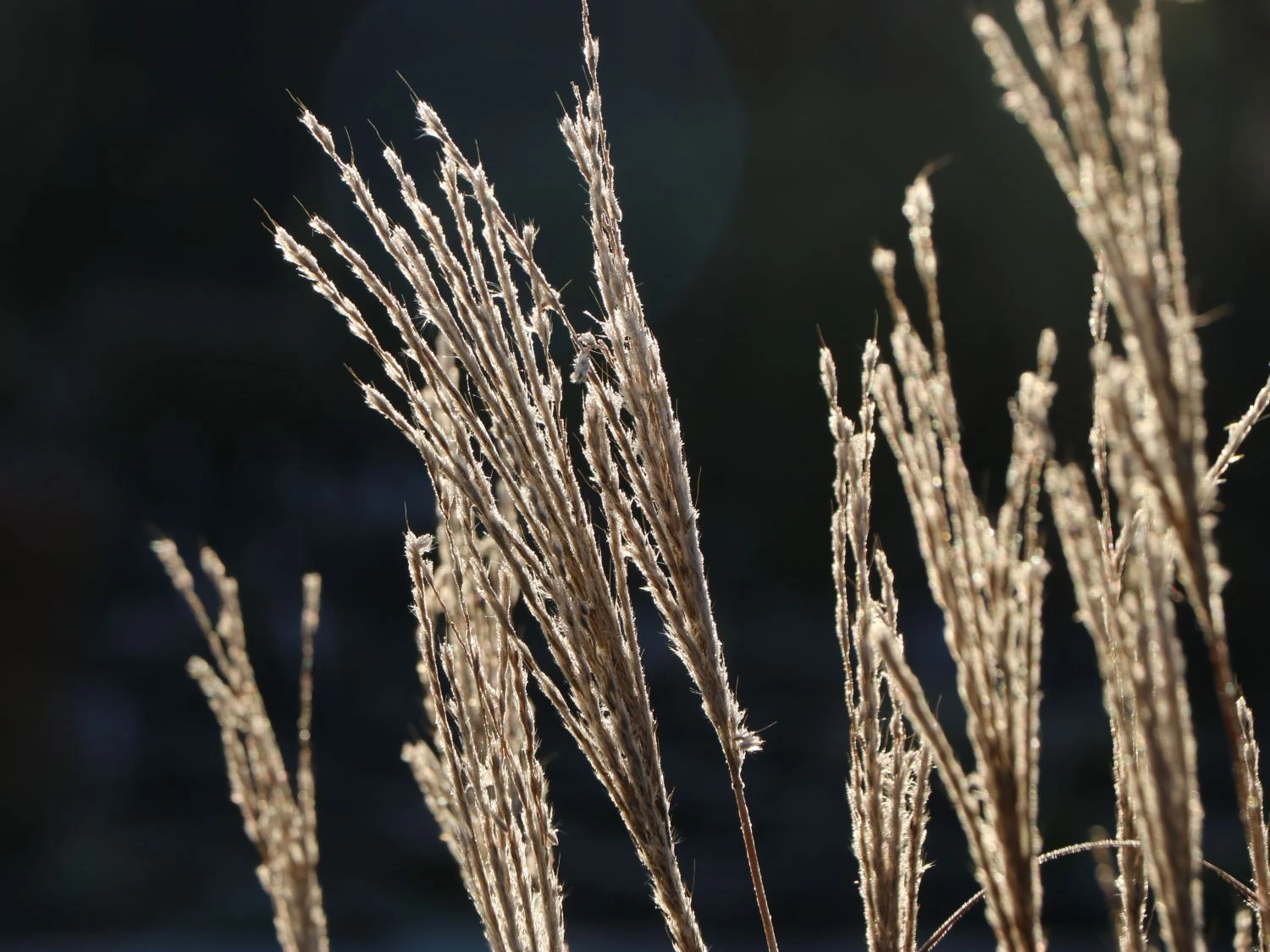 Chinaschilf 'Kleine Fontäne' 9 Chinaschilf 'Kleine Fontäne' – Bild 9