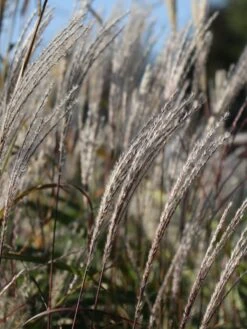 Chinaschilf 'Kleine Fontäne' 13 Chinaschilf 'Kleine Fontäne' -Angebote Wurzel Zeit Store chinaschilf kleine fontaene m009080 w 5