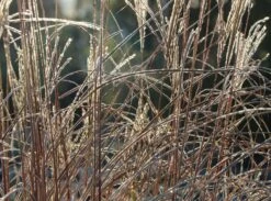 Chinaschilf 'Kleine Fontäne' 15 Chinaschilf 'Kleine Fontäne' -Angebote Wurzel Zeit Store chinaschilf kleine fontaene m009080 w 6