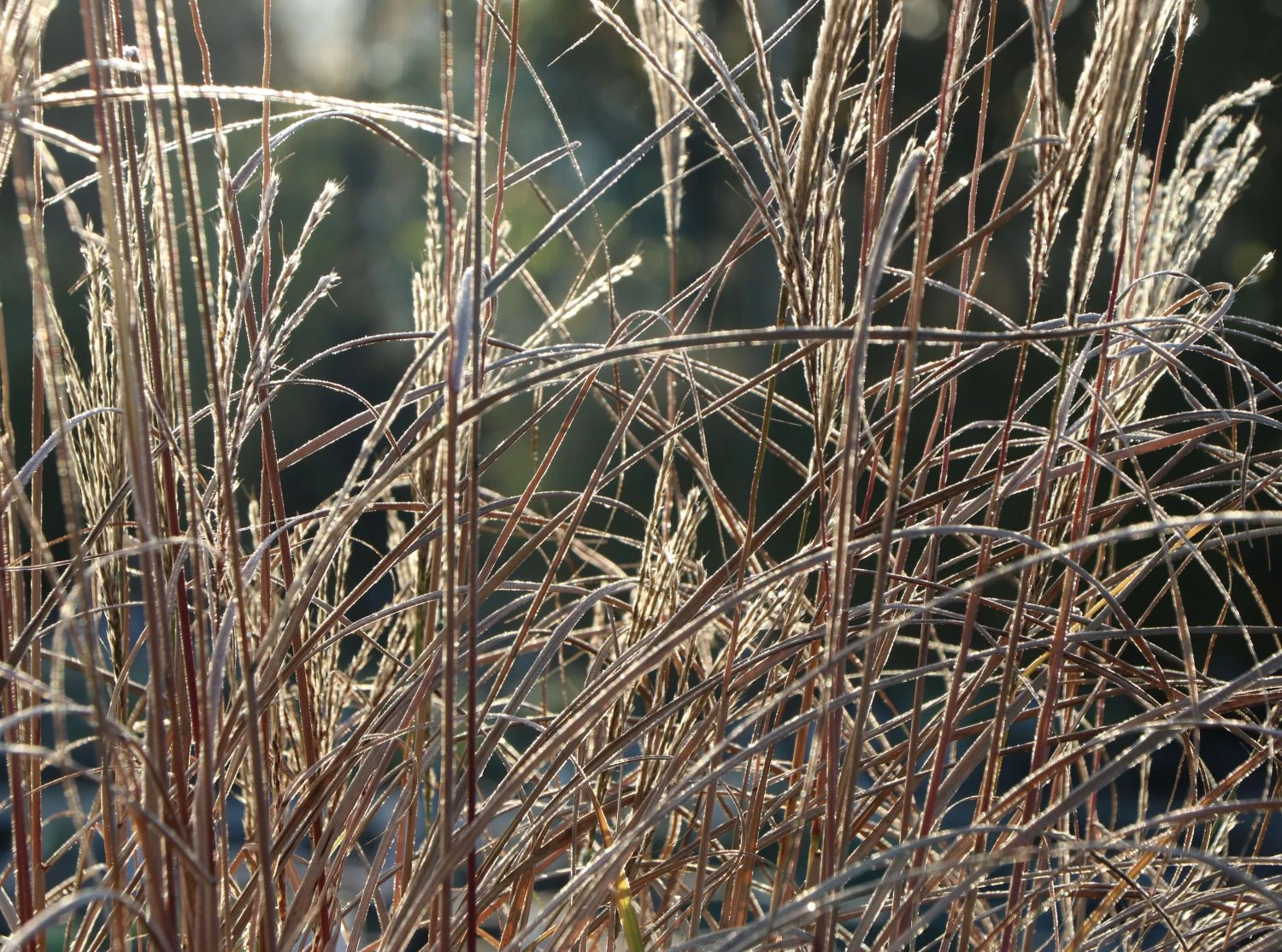 Chinaschilf 'Kleine Fontäne' 5 Chinaschilf 'Kleine Fontäne' – Bild 5