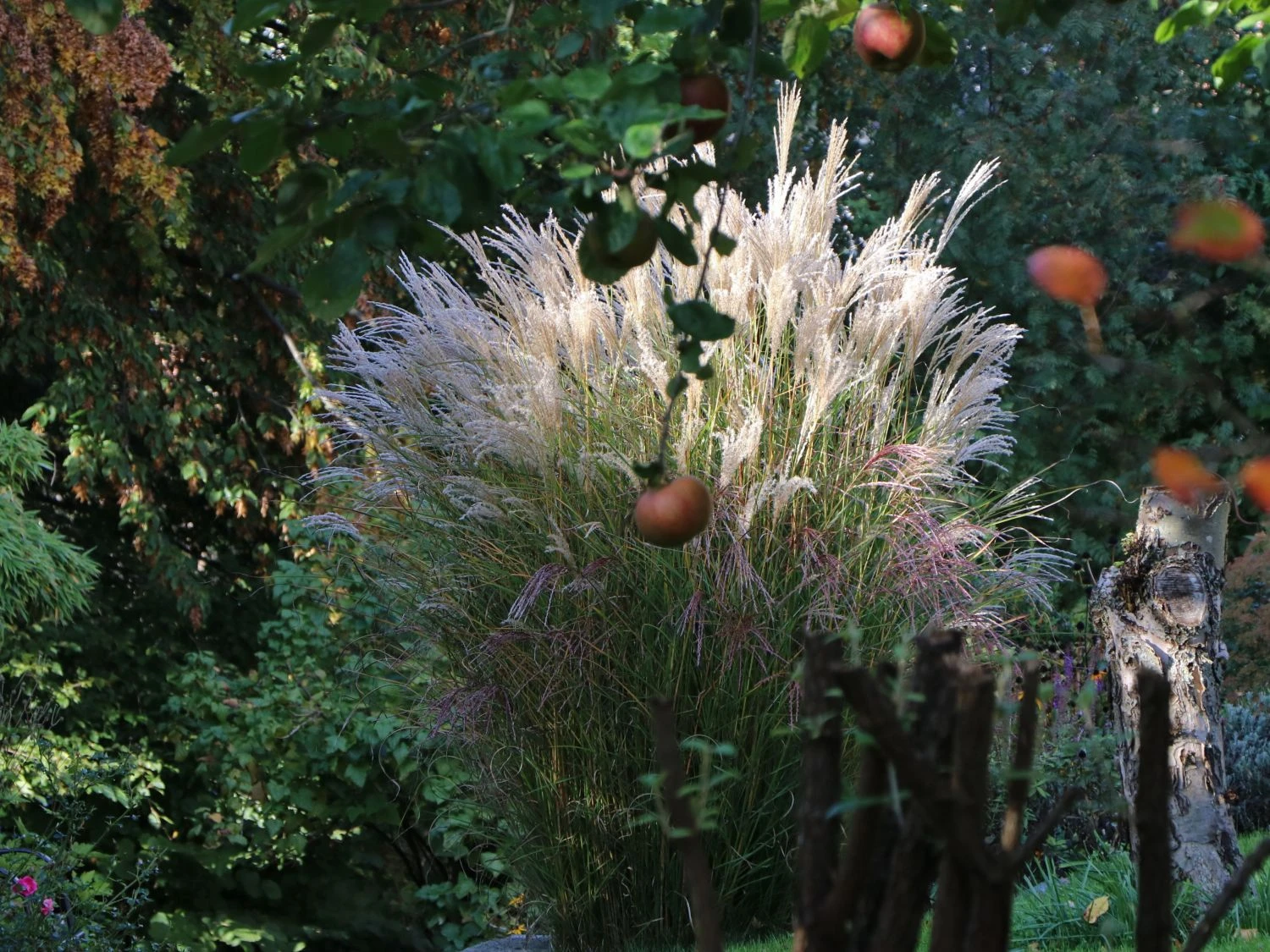 Chinaschilf 'Kleine Fontäne' 2 Chinaschilf 'Kleine Fontäne' – Bild 2