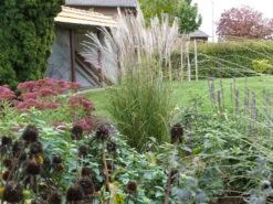 Chinaschilf 'Kleine Silberspinne' -Angebote Wurzel Zeit Store chinaschilf kleine silberspinne m011238 765787 0