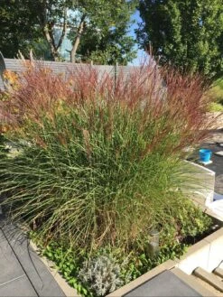 Chinaschilf 'Kleine Silberspinne' -Angebote Wurzel Zeit Store chinaschilf kleine silberspinne m011238 799825 0