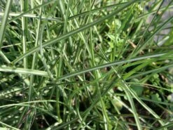 Chinaschilf 'Kleine Silberspinne' -Angebote Wurzel Zeit Store chinaschilf kleine silberspinne m011238 w 0