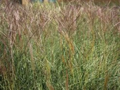 Chinaschilf 'Kleine Silberspinne' -Angebote Wurzel Zeit Store chinaschilf kleine silberspinne m011238 w 1