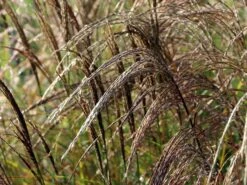 Chinaschilf 'Kleine Silberspinne' -Angebote Wurzel Zeit Store chinaschilf kleine silberspinne m011238 w 2