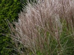 Chinaschilf 'Kleine Silberspinne' -Angebote Wurzel Zeit Store chinaschilf kleine silberspinne m011238 w 4