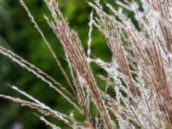 Chinaschilf 'Kleine Silberspinne' -Angebote Wurzel Zeit Store chinaschilf kleine silberspinne m011238 w 5