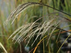 Chinaschilf 'Kleine Silberspinne' -Angebote Wurzel Zeit Store chinaschilf kleine silberspinne m011238 w 6