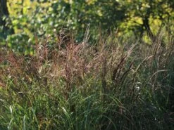 Chinaschilf 'Kleine Silberspinne' -Angebote Wurzel Zeit Store chinaschilf kleine silberspinne m011238 w 7