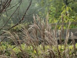 Chinaschilf 'Kleine Silberspinne' -Angebote Wurzel Zeit Store chinaschilf kleine silberspinne m011238 w 9