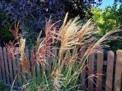 Chinaschilf 'Malepartus' -Angebote Wurzel Zeit Store chinaschilf malepartus m009062 551380 0