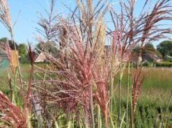 Chinaschilf 'Malepartus'